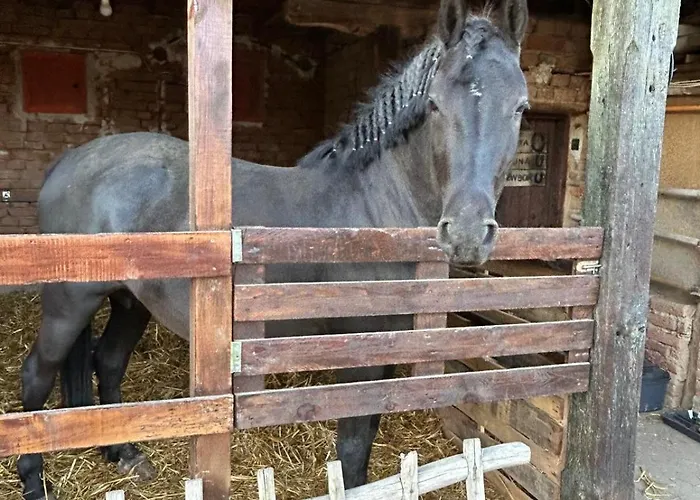 Gaestezimmer In Laendlicher Gegend